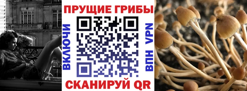 Купить где  Сокол  Псилоцибиновые грибы GOLDEN TEACHER 